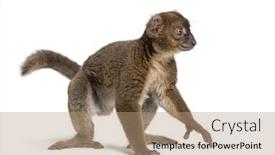  Presentation with lemur - PPT layouts featuring greater-bamboo-lemur-prolemur-simus background and a coral colored foreground