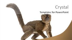  Presentation with lemur - PPT layouts consisting of greater-bamboo-lemur-prolemur-simus background and a white colored foreground