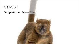 Presentation with lemur - PPT theme having greater-bamboo-lemur-prolemur-simus background and a white colored foreground
