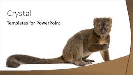  Presentation with lemur - Presentation theme with greater-bamboo-lemur-prolemur-simus background and a white colored foreground
