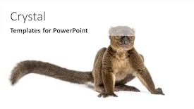  Presentation with lemur - Presentation having greater-bamboo-lemur-prolemur-simus background and a white colored foreground