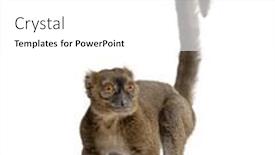  Presentation with lemur - Presentation theme enhanced with greater-bamboo-lemur-prolemur-simus background and a white colored foreground