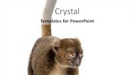  Presentation with lemur - Presentation theme having greater-bamboo-lemur-prolemur-simus background and a white colored foreground