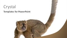  Presentation with lemur - Presentation consisting of greater-bamboo-lemur-prolemur-simus background and a white colored foreground