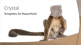  Presentation with lemur - Slides enhanced with greater-bamboo-lemur-sitting-one background and a white colored foreground
