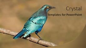  Presentation with kruger - Audience pleasing PPT layouts consisting of greater-blue-eared-starling-lamprotornis backdrop and a coral colored foreground