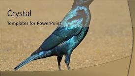  Presentation with kruger - PPT theme with lamprotornis chalybaeus kruger national park background and a coral colored foreground