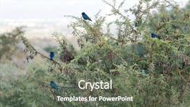  Presentation with blue - PPT theme consisting of greater blue-eared starlings lamprotornis background and a  colored foreground