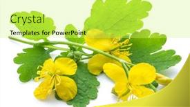  Presentation with flower - PPT layouts consisting of greater-celandine-flower-swallowwort-isolated background and a yellow colored foreground