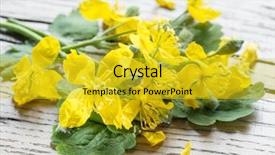  Presentation with flower - Cool new presentation with greater celandine flower swallowwort backdrop and a gold colored foreground