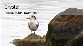  Presentation with animal cruelty cage bird s - PPT theme with greater crested tern bird standing background and a white colored foreground