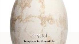  Presentation with flamingo - Slides having greater-flamingo-egg-phoenicopterus-roseus background and a lemonade colored foreground