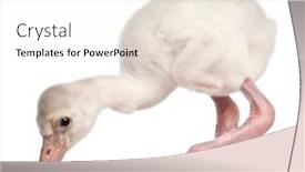  Presentation with old days - Audience pleasing slide deck consisting of greater-flamingo-phoenicopterus-roseus-14 backdrop and a white colored foreground