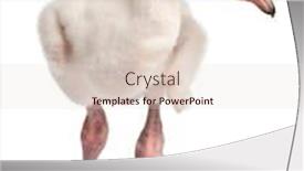  Presentation with old days - PPT theme featuring greater-flamingo-phoenicopterus-roseus-14 background and a lemonade colored foreground