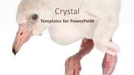  Presentation with old days - Amazing PPT theme having greater-flamingo-phoenicopterus-roseus-14 backdrop and a lemonade colored foreground