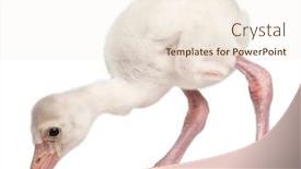  Presentation with old days - Slide set consisting of greater-flamingo-phoenicopterus-roseus-14 background and a lemonade colored foreground