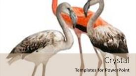  Presentation with flamingo - Amazing slides having greater-flamingo-phoenicopterus-roseus-8 backdrop and a coral colored foreground