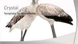  Presentation with flamingo - PPT layouts featuring greater-flamingo-phoenicopterus-roseus-8 background and a white colored foreground