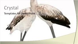  Presentation with flamingo - Cool new slides with greater-flamingo-phoenicopterus-roseus-8 backdrop and a white colored foreground