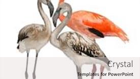  Presentation with flamingo - Slide deck consisting of greater-flamingo-phoenicopterus-roseus-8 background and a light gray colored foreground