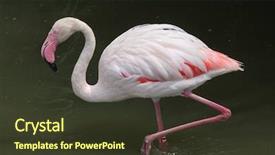  Presentation with flamingo - Presentation theme featuring greater flamingo phoenicopterus roseus wild background and a tawny brown colored foreground