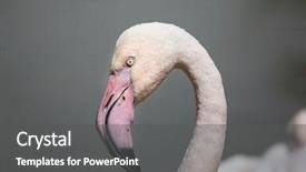  Presentation with flamingo - Presentation design enhanced with greater flamingo phoenicopterus roseus wildlife background and a dark gray colored foreground