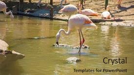  Presentation with flamingo - Amazing PPT theme having greater flamingo phoenicopterus roseus backdrop and a yellow colored foreground