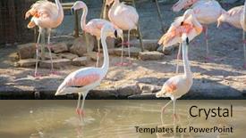  Presentation with flamingo - Cool new PPT layouts with greater flamingo phoenicopterus roseus backdrop and a coral colored foreground