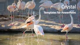  Presentation with flamingo - Slide deck enhanced with greater flamingo phoenicopterus roseus background and a gray colored foreground