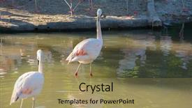  Presentation with flamingo - Slide set consisting of greater flamingo phoenicopterus roseus background and a coral colored foreground