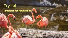  Presentation with flamingo - Presentation with greater-flamingo-phoenicopterus-roseus background and a tawny brown colored foreground