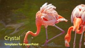  Presentation with flamingo - Colorful presentation theme enhanced with greater-flamingo-phoenicopterus-roseus backdrop and a tawny brown colored foreground