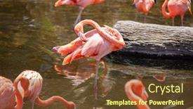  Presentation with flamingo - Cool new presentation theme with greater-flamingo-phoenicopterus-roseus backdrop and a tawny brown colored foreground