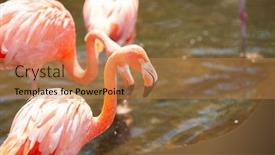  Presentation with flamingo - Presentation enhanced with greater-flamingo-phoenicopterus-roseus background and a coral colored foreground