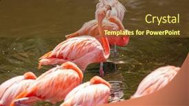  Presentation with flamingo - Amazing presentation theme having greater-flamingo-phoenicopterus-roseus backdrop and a tawny brown colored foreground