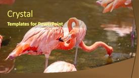  Presentation with flamingo - Beautiful presentation featuring greater-flamingo-phoenicopterus-roseus backdrop and a tawny brown colored foreground