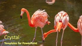  Presentation with flamingo - Presentation theme with greater-flamingo-phoenicopterus-roseus background and a tawny brown colored foreground