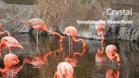  Presentation with flamingo - Audience pleasing presentation theme consisting of greater-flamingo-phoenicopterus-roseus backdrop and a coral colored foreground
