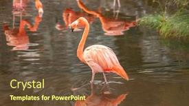 Presentation with flamingo - PPT theme featuring greater-flamingo-phoenicopterus-roseus background and a tawny brown colored foreground