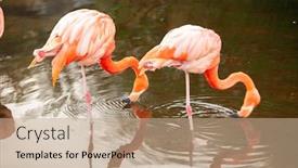 Presentation with flamingo - Cool new presentation with greater-flamingo-phoenicopterus-roseus backdrop and a coral colored foreground