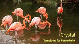  Presentation with flamingo - PPT theme having greater-flamingo-phoenicopterus-roseus background and a tawny brown colored foreground