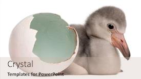  Presentation with old days - PPT theme enhanced with greater-flamingo-with-hatched-egg background and a soft green colored foreground