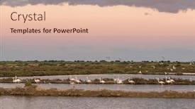  Presentation with algarve - Slides having greater-flamingos-phoenicopterus-roseus background and a  colored foreground