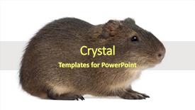  Presentation with guinea pig - Presentation theme with greater guinea pig cavia magna against white background background and a tawny brown colored foreground