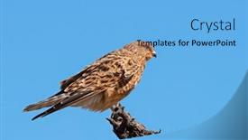  Presentation with south africa - Slide deck with greater-kestrel-falco-rupicoloides-perched background and a  colored foreground