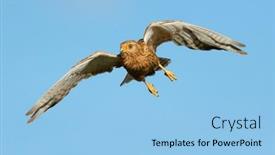  Presentation with flight - Presentation theme enhanced with greater-kestrel-falco-rupicoloides background and a light blue colored foreground