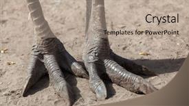  Presentation with americana - Amazing slide set having greater rhea rhea americana also backdrop and a mint green colored foreground