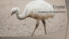  Presentation with americana - Cool new theme with greater rhea rhea americana also backdrop and a light gray colored foreground