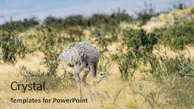  Presentation with americana - Amazing slides having greater rhea rhea americana backdrop and a yellow colored foreground