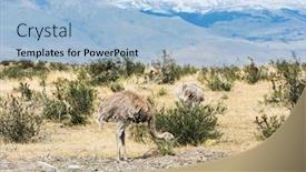  Presentation with americana - Audience pleasing presentation theme consisting of greater-rhea-rhea-americana backdrop and a light blue colored foreground